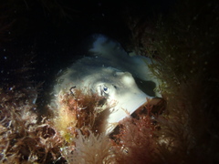 Trygonoptera personata