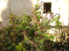 Ocimum tenuiflorum