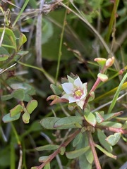 Boronia parviflora