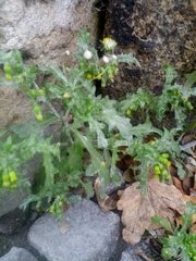 Senecio vulgaris