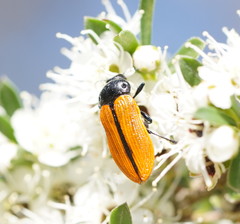 Castiarina rufipennis