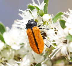 Castiarina rufipennis