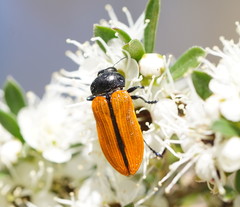Castiarina rufipennis