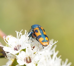 Castiarina scalaris