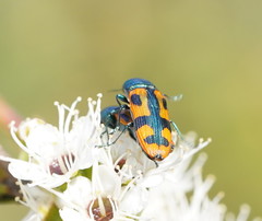 Castiarina scalaris