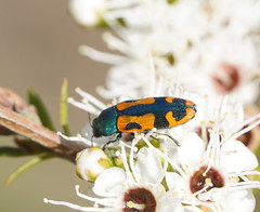 Castiarina scalaris