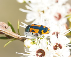 Castiarina scalaris