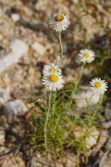 Chrysocephalum baxteri