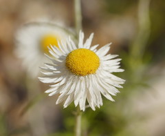 Chrysocephalum baxteri