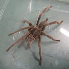 Selenotypus plumipes