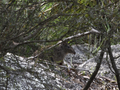 Potorous tridactylus