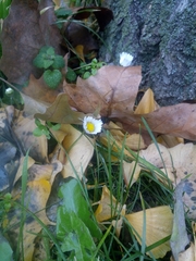 Bellis perennis