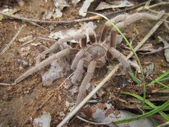 Selenotypus plumipes