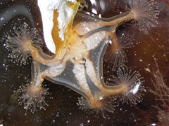 Lucernaria quadricornis image