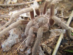 Selenotypus plumipes