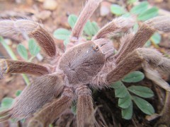 Selenotypus plumipes