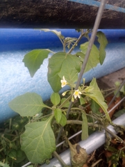 Solanum nigrum