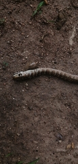 Psammophis brevirostris