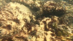 Labrisomus nuchipinnis