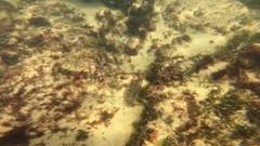 Labrisomus nuchipinnis