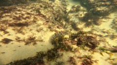 Labrisomus nuchipinnis