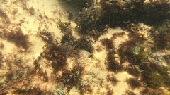 Labrisomus nuchipinnis