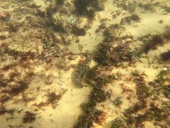 Labrisomus nuchipinnis