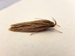 Leistarcha scitissimella