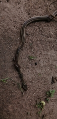 Psammophis brevirostris