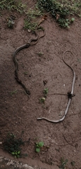 Psammophis brevirostris