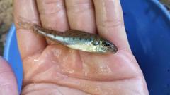 Percopsis omiscomaycus