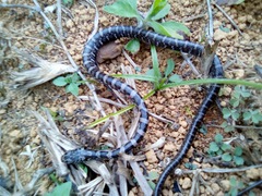 Mastigodryas danieli