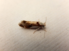 Lichenaula laniata