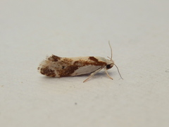 Lichenaula laniata