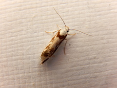 Lichenaula laniata
