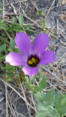 Eustoma russellianum
