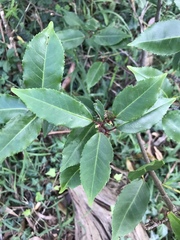 Cestrum fasciculatum
