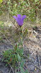 Eustoma russellianum