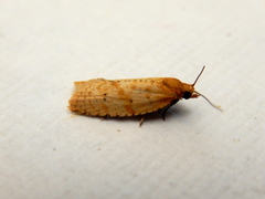 Clepsis therina