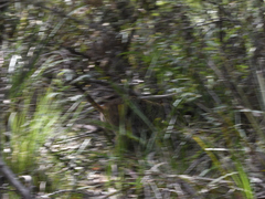 Potorous tridactylus