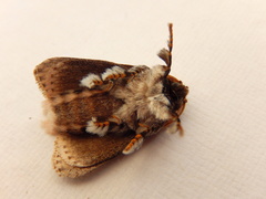 Mecytha fasciata