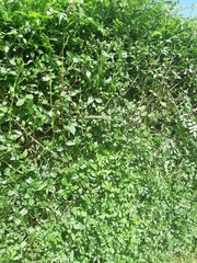 Thelotornis capensis