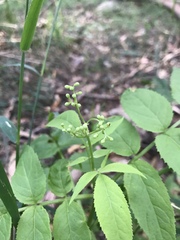 Sambucus gaudichaudiana