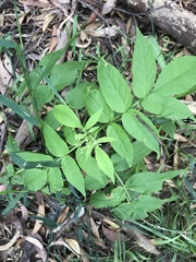 Sambucus gaudichaudiana