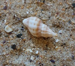 Agnewia tritoniformis