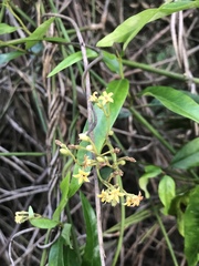 Parsonsia brownii