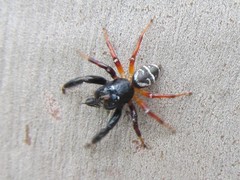 Zenodorus metallescens