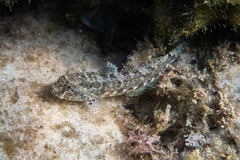 Common-Krefft's Goby photo 2