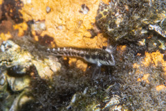 Omobranchus rotundiceps