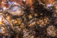 Lepidoblennius haplodactylus